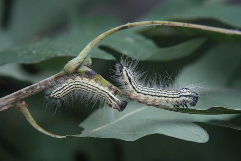 Caterpillars Surface feeders